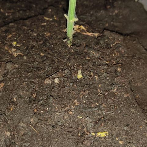 DURBAN POISON. growlog timeline photo