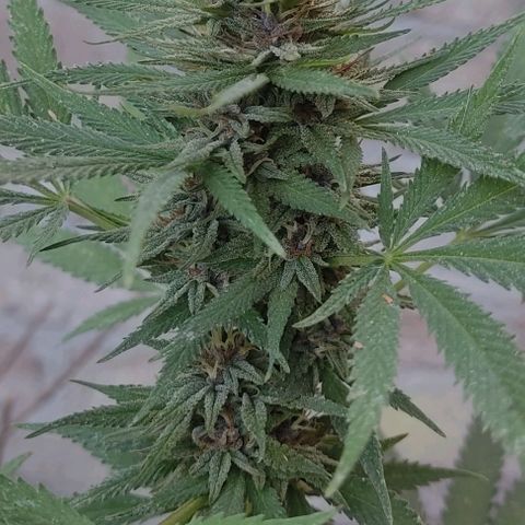 DURBAN POISON. growlog timeline photo