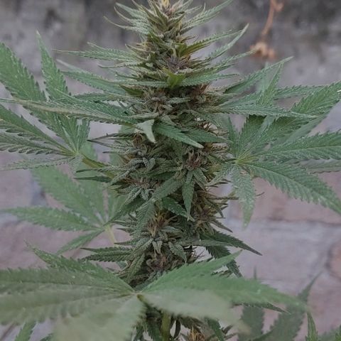 DURBAN POISON. growlog timeline photo