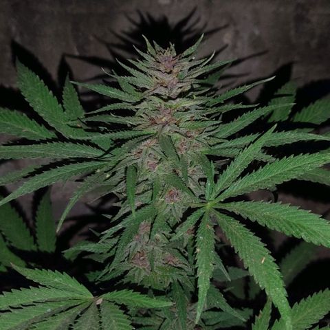 DURBAN POISON. growlog timeline photo