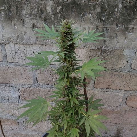 DURBAN POISON. growlog timeline photo