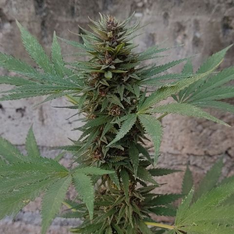 DURBAN POISON. growlog timeline photo