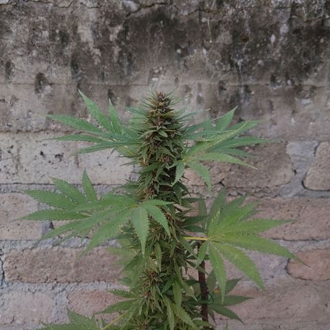 DURBAN POISON. growlog timeline photo