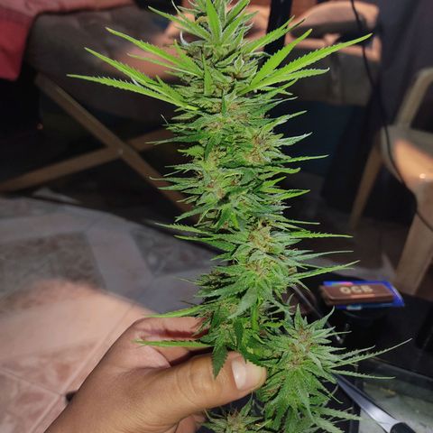 DURBAN POISON. growlog timeline photo