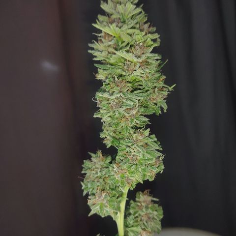 DURBAN POISON. growlog timeline photo