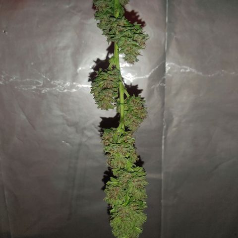 DURBAN POISON. growlog timeline photo
