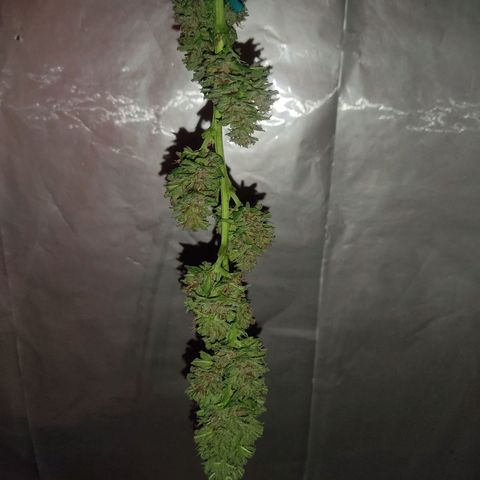 DURBAN POISON. growlog timeline photo