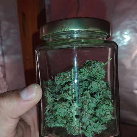 DURBAN POISON. growlog timeline photo