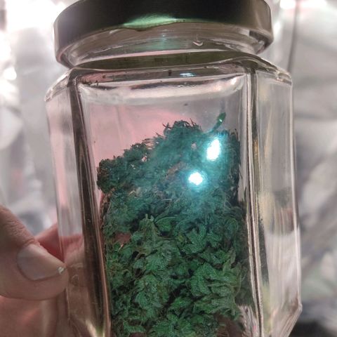 DURBAN POISON. growlog timeline photo