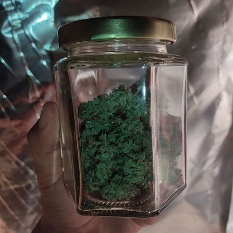 DURBAN POISON. growlog timeline photo