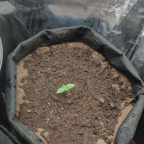 WHITE WIDOW  growlog timeline photo