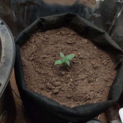 WHITE WIDOW  growlog timeline photo