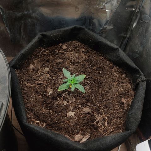 WHITE WIDOW  growlog timeline photo