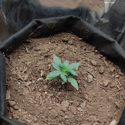 WHITE WIDOW  growlog timeline photo