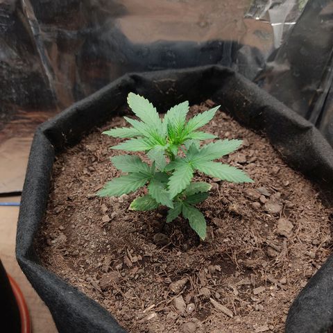 WHITE WIDOW  growlog timeline photo