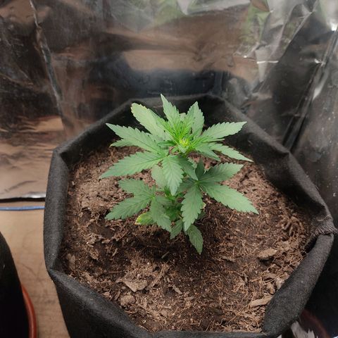 WHITE WIDOW  growlog timeline photo