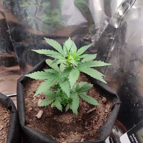 WHITE WIDOW  growlog timeline photo