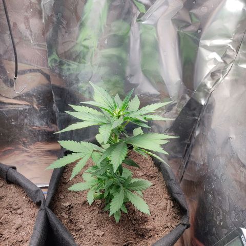 WHITE WIDOW  growlog timeline photo