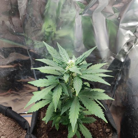 WHITE WIDOW  growlog timeline photo