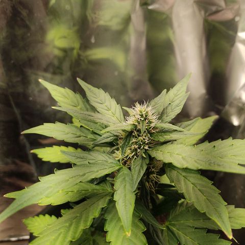WHITE WIDOW  growlog timeline photo