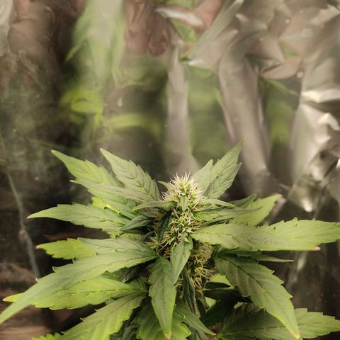 WHITE WIDOW  growlog timeline photo