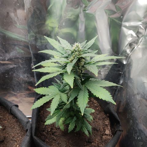 WHITE WIDOW  growlog timeline photo