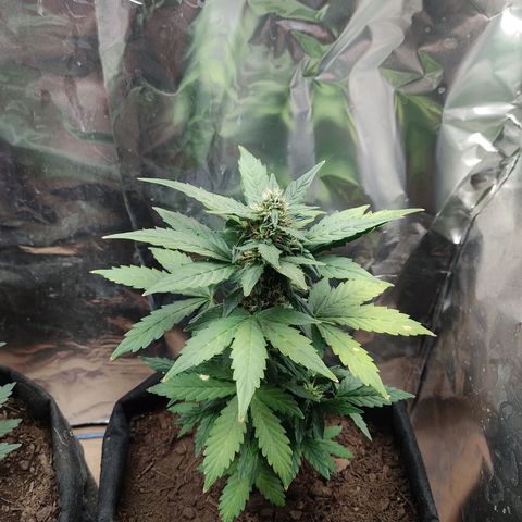 WHITE WIDOW  growlog timeline photo