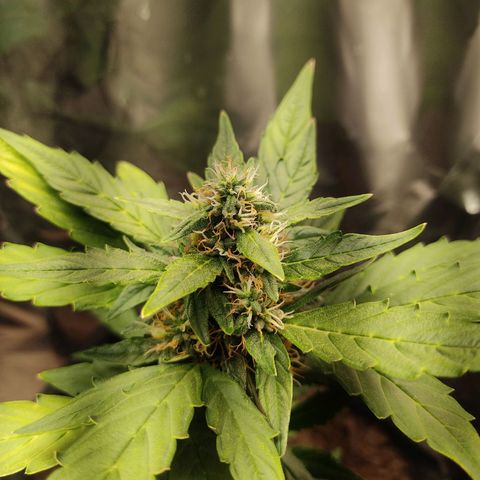 WHITE WIDOW  growlog timeline photo