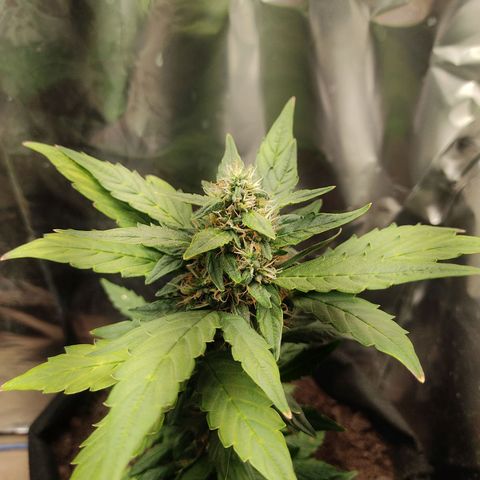 WHITE WIDOW  growlog timeline photo