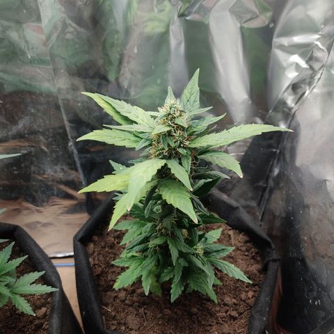 WHITE WIDOW  growlog timeline photo