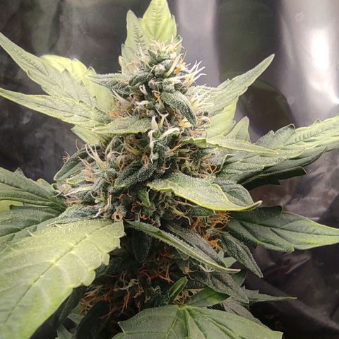 WHITE WIDOW  growlog timeline photo