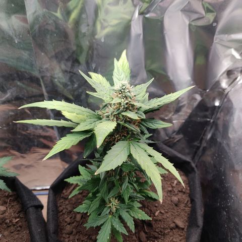 WHITE WIDOW  growlog timeline photo