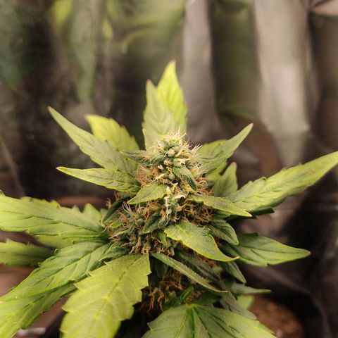 WHITE WIDOW  growlog timeline photo