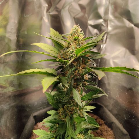 WHITE WIDOW  growlog timeline photo