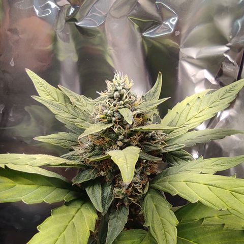 WHITE WIDOW  growlog timeline photo