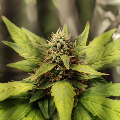 WHITE WIDOW  growlog timeline photo