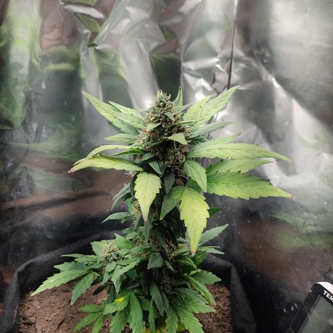 WHITE WIDOW  growlog timeline photo