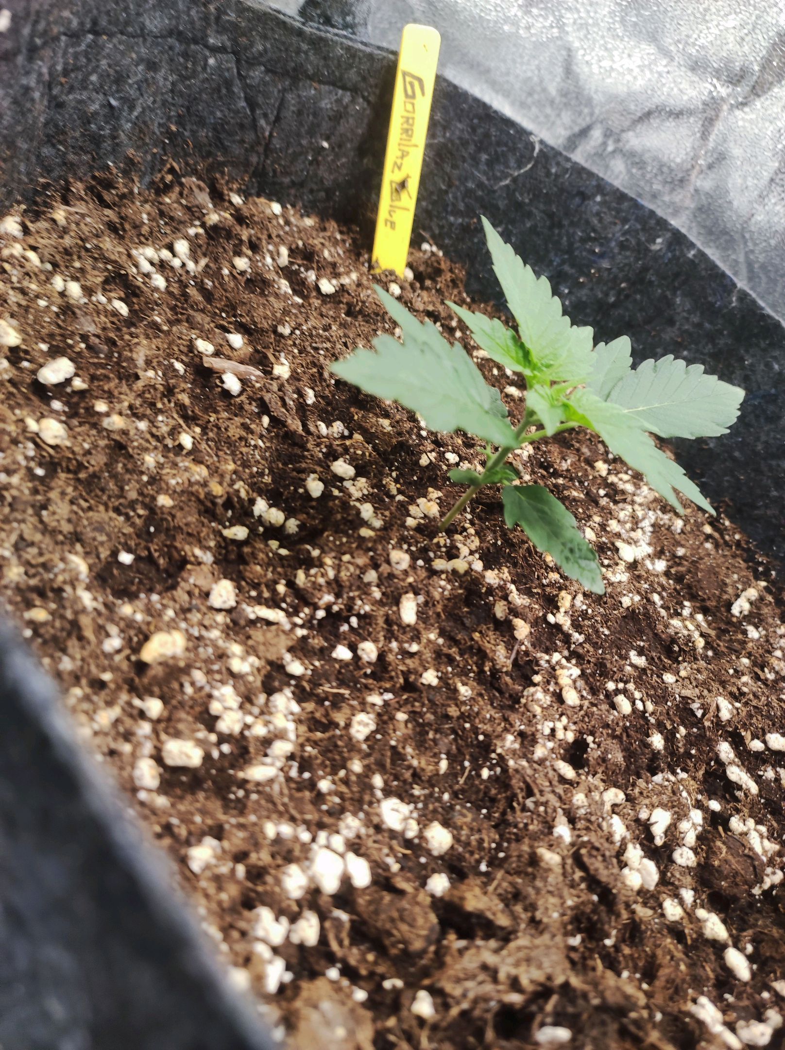 Gorilla Glue Auto growlog header