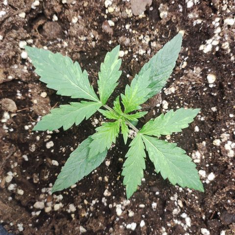 Moby Dick Auto growlog photo: Day 10