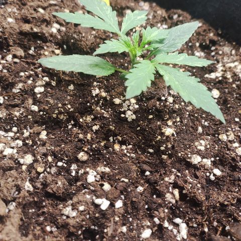 Moby Dick Auto growlog photo: Day 10