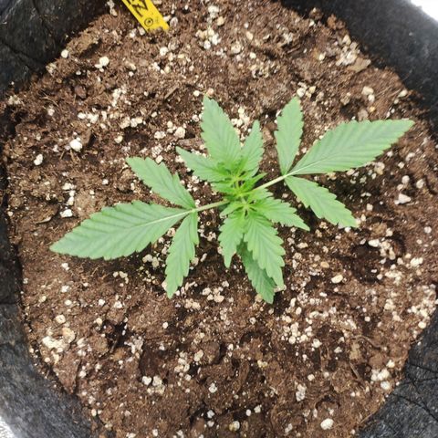 Zkitlez growlog photo: Day11