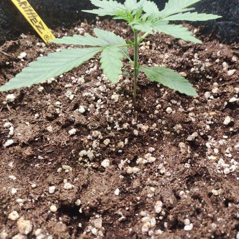 Zkitlez growlog photo: Day11