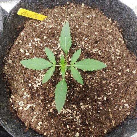 Wedding Glue Auto growlog photo: Day10