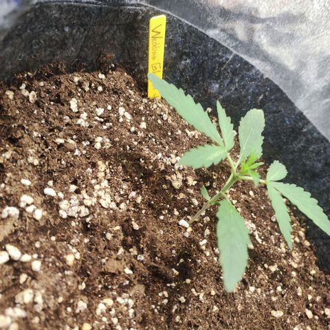 Wedding Glue Auto growlog photo: Day10
