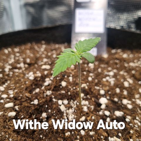 Withe Widow Auto 42 FB growlog timeline photo