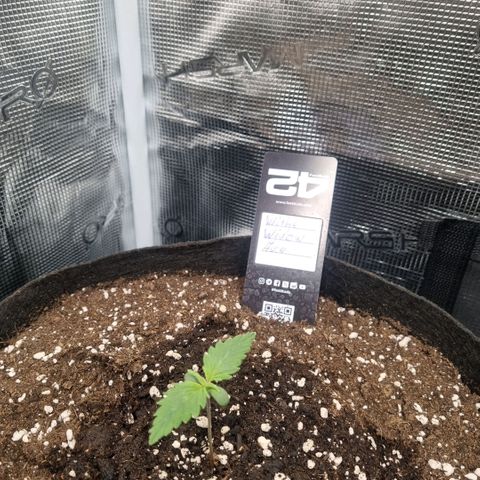 Withe Widow Auto 42 FB growlog timeline photo