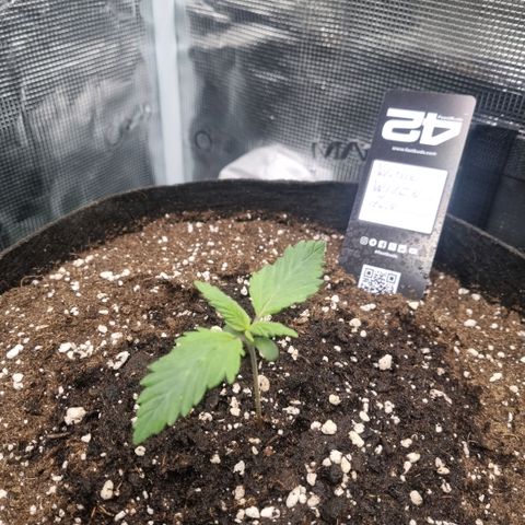 Withe Widow Auto 42 FB growlog timeline photo