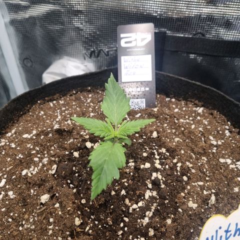 Withe Widow Auto 42 FB growlog timeline photo