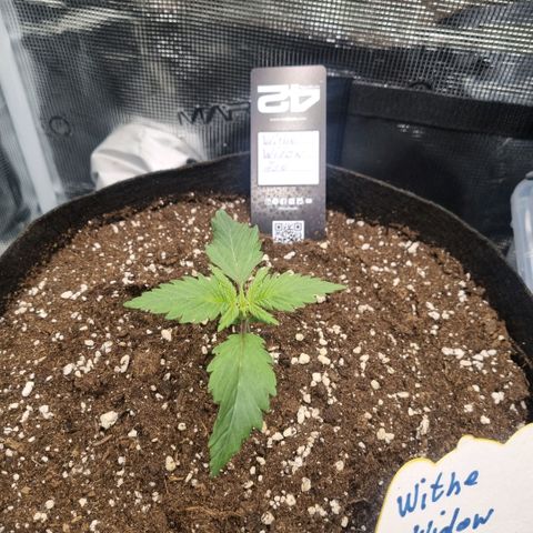 Withe Widow Auto 42 FB growlog timeline photo