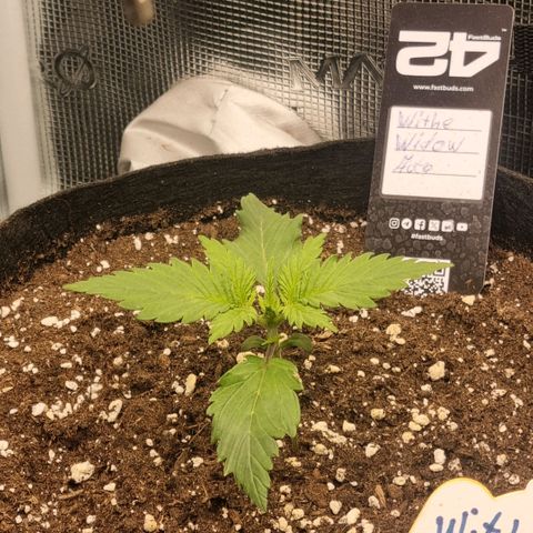 Withe Widow Auto 42 FB growlog timeline photo
